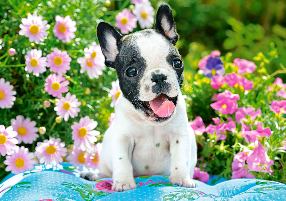 CALVENDO Puzzle Französische Bulldogge Welpe, 1000 Teile, 64x48 Cm, Premium-Qualität Aus Europa