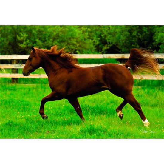 Anatolischer Trab auf freiem Feld. Puzzle mit 260 Teilen