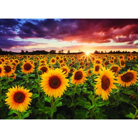 Anatolisches Puzzle Sonnenblumenwiese 1000 Teile