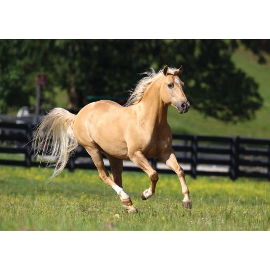 Puzzle Art Puzzle Reiten in Freiheit 1000 Teile