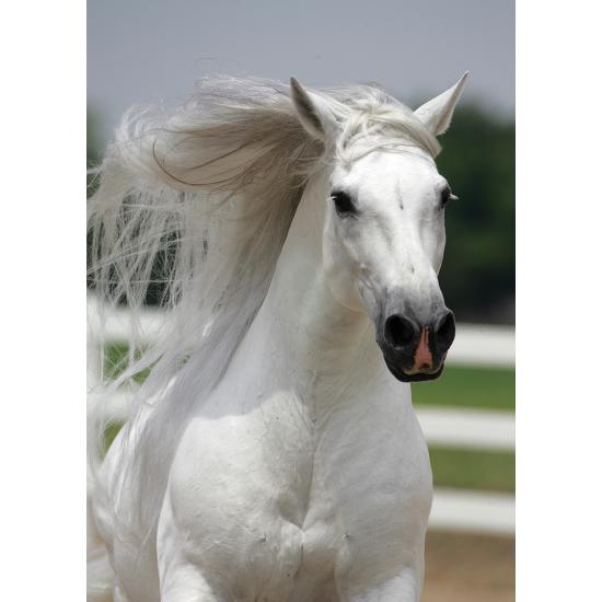 Puzzle Art Puzzle Weißes Pferd 500 Teile