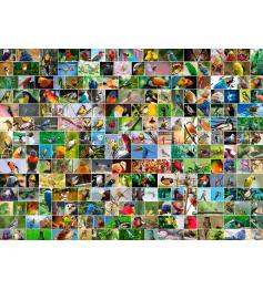 Bluebird Collage of Birds of the World Puzzle 4000 Teile