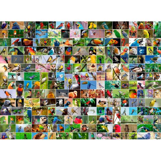 Bluebird Collage of Birds of the World Puzzle 4000 Teile Bluebird Collage of Birds of the World Puzzle 4000 Teile