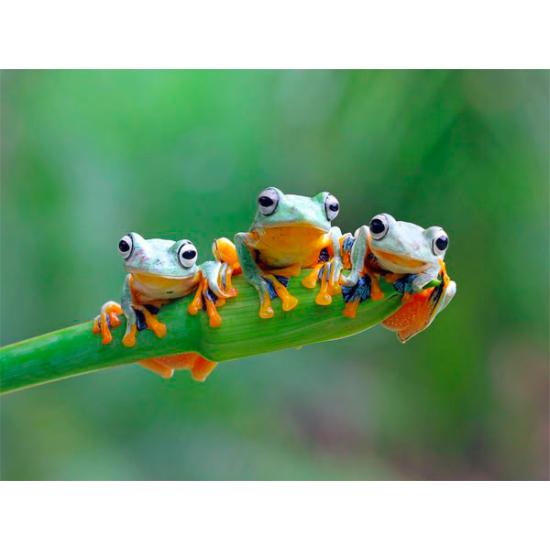 Bluebird Friendly Frogs Puzzle 500 Teile