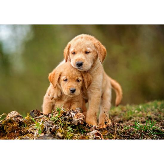 Castorland Love Between Puppies Puzzle 500 Teile
