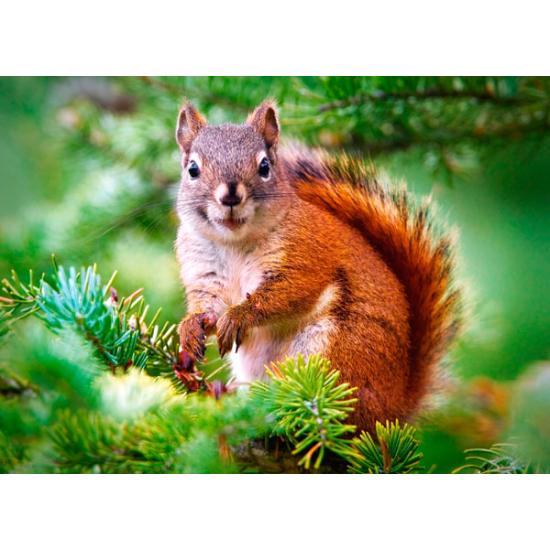 Castorland Pine Eichhörnchen Puzzle 260 Teile