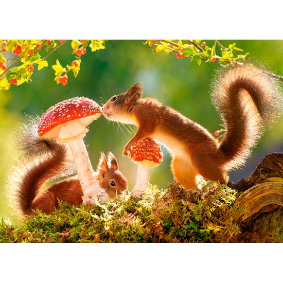 Castorland Waldeichhörnchen Puzzle 260 Teile