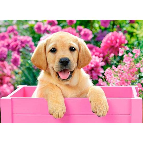 Castorland Puzzle Labrador-Welpe im rosa Korb 300 Teile