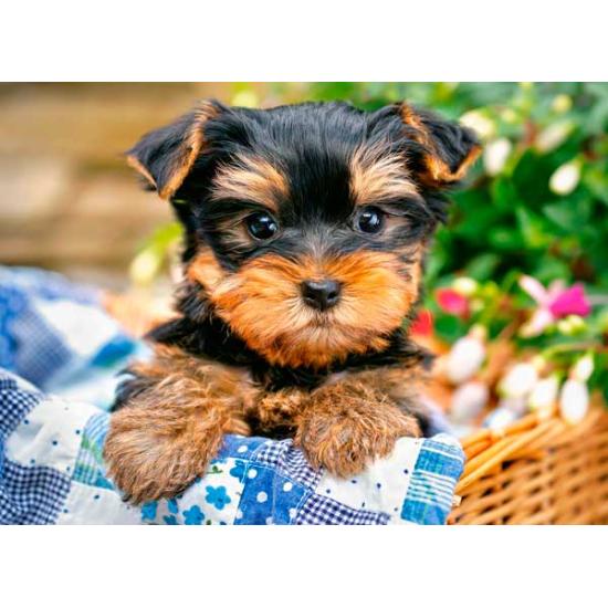 Castorland Puppy on Picnic Puzzle 300 Teile