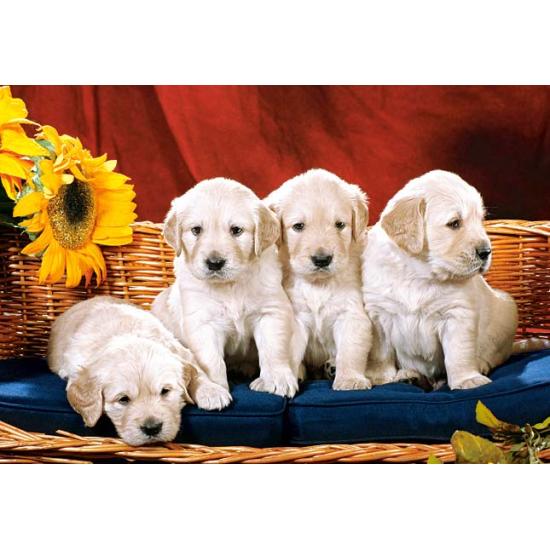 Castorland Welpen mit Blumen Puzzle 1000 Teile