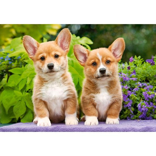 Castorland Welsh Corgi Welpen Puzzle 1000 Teile Castorland Welsh Corgi Welpen Puzzle 1000 Teile