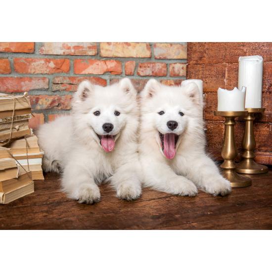 Puzzle Castorland Samojedenwelpen Sagen Hallo 1000 Teile Puzzle Castorland Samojedenwelpen Sagen Hallo 1000 Teile