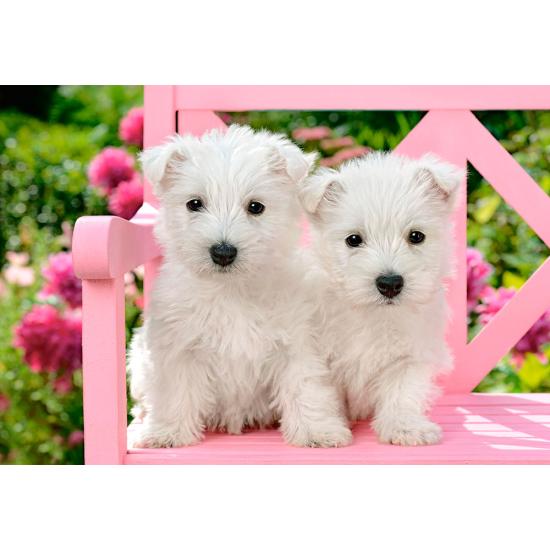 Castorland White Terrier Welpen Puzzle 1500 Teile