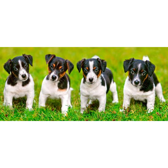 Castorland Jack Russell Terrier Welpen-Puzzle mit 600 Teilen Castorland Jack Russell Terrier Welpen-Puzzle mit 600 Teilen