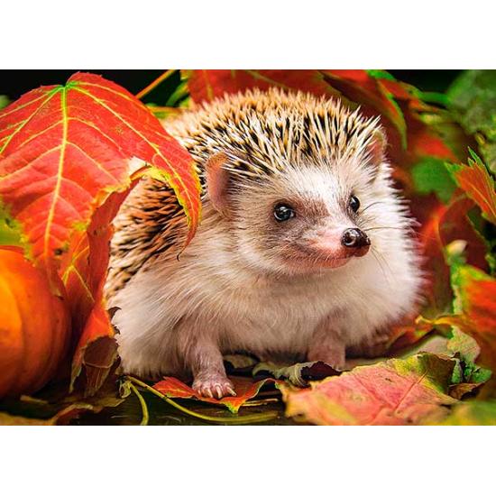 Castorland Igel auf Herbstlaub-Puzzle, 180 Teile