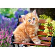 Castorland Tabby Kitten Puzzle 500 Teile