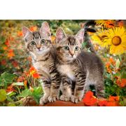 Castorland Kittens Kollegen Puzzle 1500 Teile