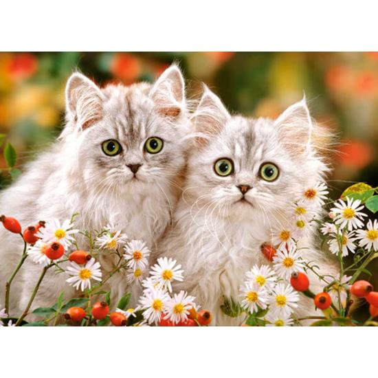 Castorland Persische Kätzchen Puzzle 200 Teile