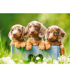 Castorland Niedliches Dackel-Hunde-Puzzle, 100 Teile