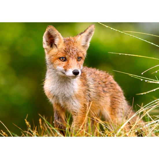 Castorland Little Fox in the Meadow Puzzle 260 Teile
