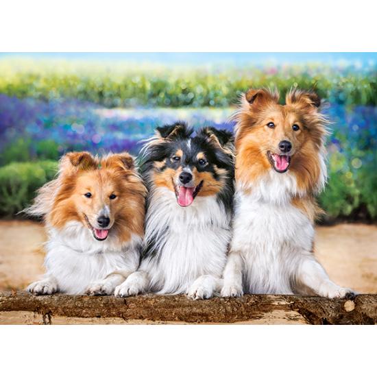Castorland Puzzle Shelties Hunde in Lavendel 200 Teile
