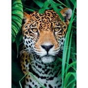 Clementoni Jaguar im Dschungel Puzzle 500 Teile