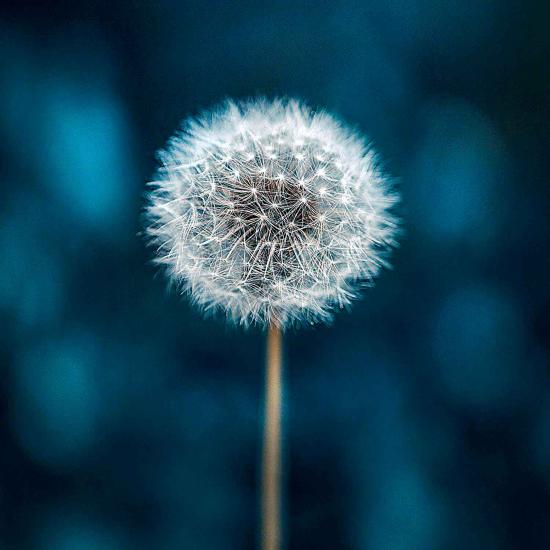 Clementoni Frame Me Up Löwenzahn-Puzzle mit 250 Teilen