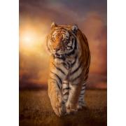 Clementoni Tiger bei Sonnenuntergang Puzzle 1500 Teile