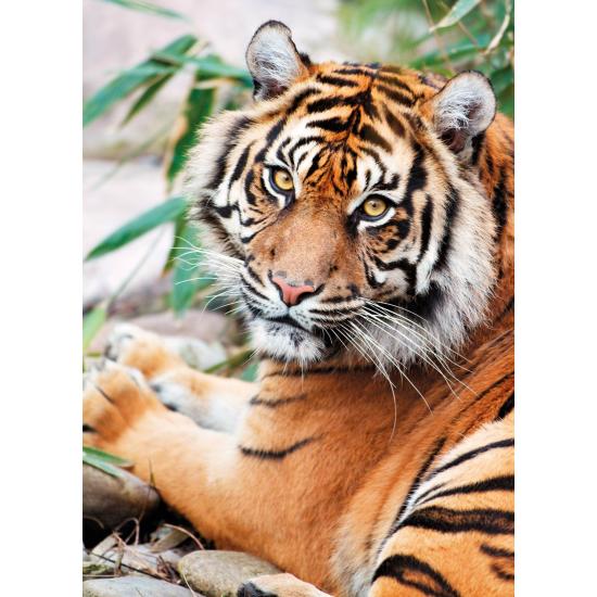 Clementoni Sumatra-Tiger-Puzzle 1000 Teile