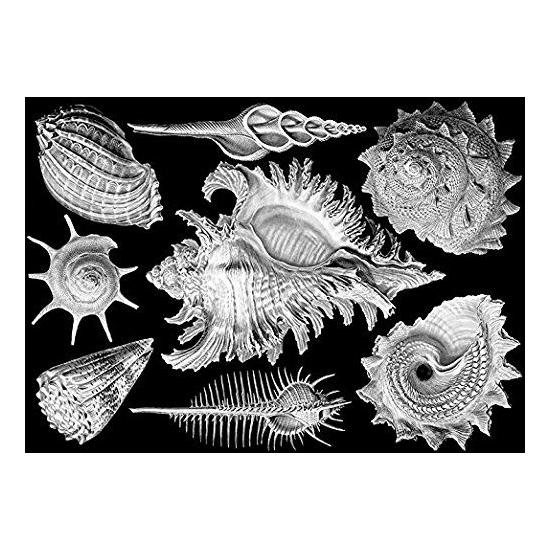 Moltebeeren-Muscheln, 1000-teiliges Puzzle