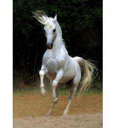 D-Toys Weißes Pferd 1000-teiliges Puzzle
