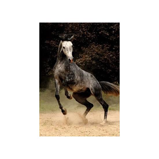 D-Toys Geflecktes Pferd Puzzle 1000 Teile