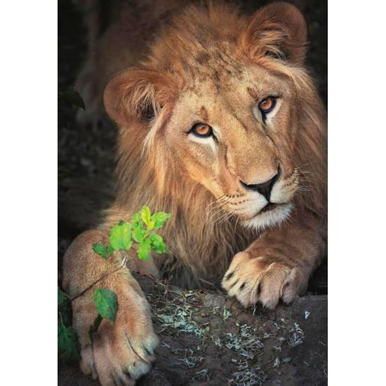 Dino Der König der Tiere Puzzle 500 Teile