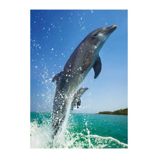 Dino-Delfinpaar-Puzzle 500 Teile