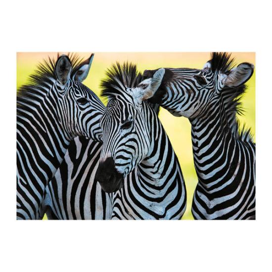 Dino-Puzzle Drei Zebras mit 500 Teilen