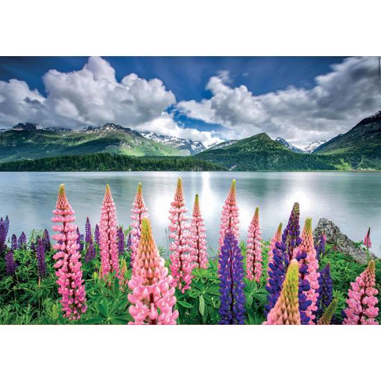 Puzzle Educa Lupinen am Ufer des Silsersees, Schweiz 1500 Teile