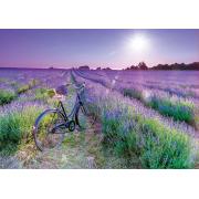 Educa Fahrrad im Lavendelfeld Puzzle 1000 Teile