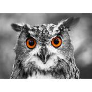 Genießen Sie das Puzzle „Curious Owl“ mit 1000 Teilen