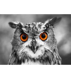 Genießen Sie das Puzzle „Curious Owl“ mit 1000 Teilen