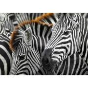 Puzzle Enjoy Zebras mit 1000 Teilen