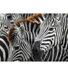 Puzzle Enjoy Zebras mit 1000 Teilen