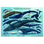 Eurographics Wale und Delfine Puzzle 1000 Teile
