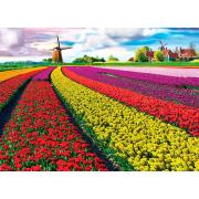 Eurographics Puzzle Tulpenfeld, Holland mit 1000 Teilen