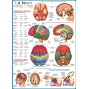Eurographics Puzzle Das Gehirn 1000 Teile