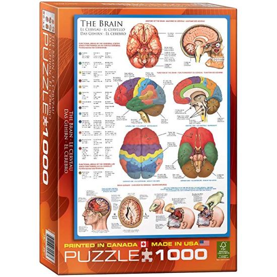 Eurographics Puzzle Das Gehirn 1000 Teile