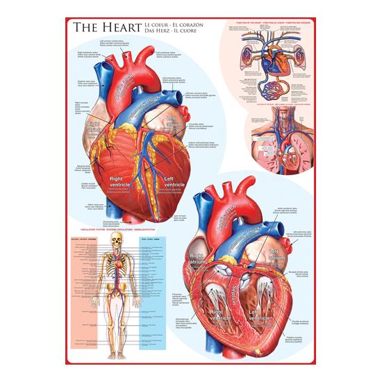 Eurographics Puzzle Das Herz 1000 Teile