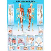 Eurographics Puzzle Der menschliche Körper 1000 Teile
