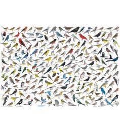 Eurographics Puzzle Die Welt der Vögel 2000 Teile