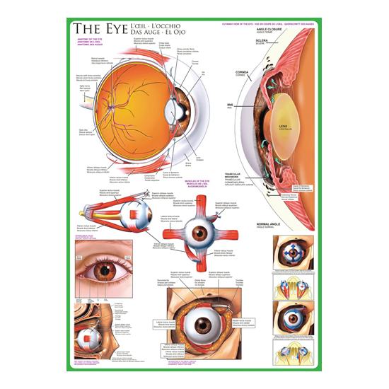 Eurographics Puzzle Das Auge 1000 Teile