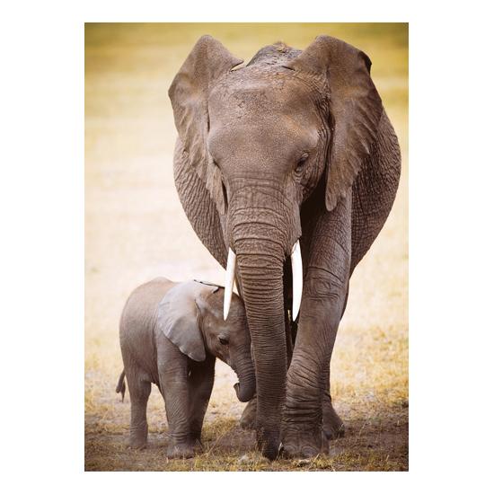 Eurographics Puzzle Elefant und sein Baby 1000 Teile
